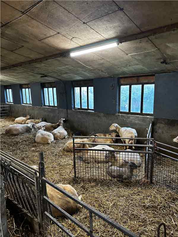 Led stal VERLICHTING laten plaatsen
